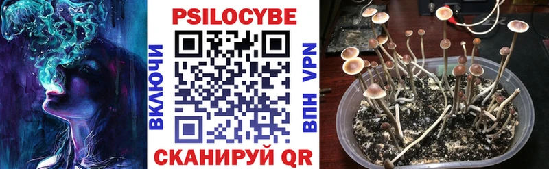 ОМГ ОМГ ТОР  Суровикино  Псилоцибиновые грибы ЛСД 